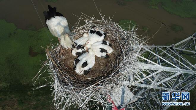 Perlindungan Ciconia boyciana di Tasik Poyang