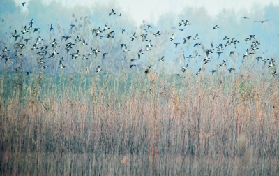 南京：生态湿地 候鸟天堂