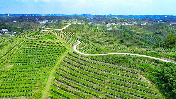 自贡市富顺县省级现代农业园区建设高歌猛进