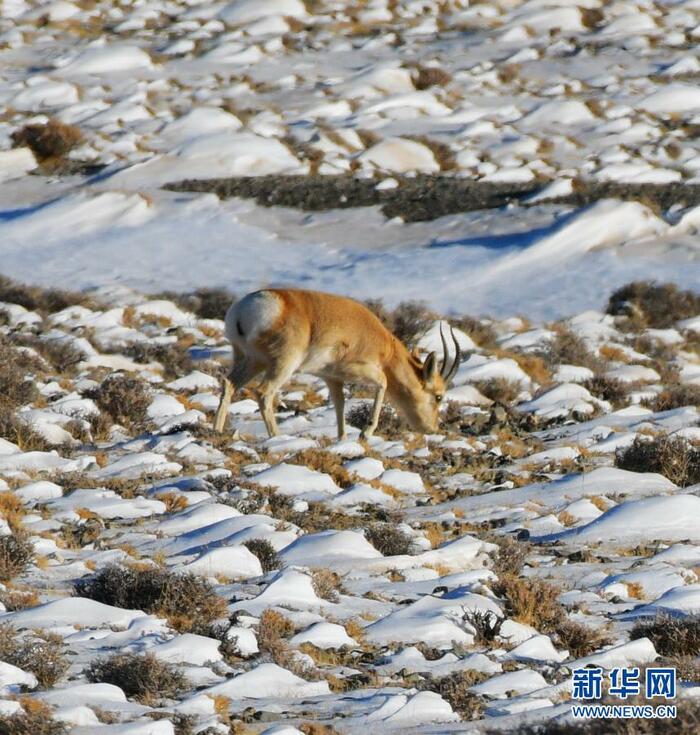 하얼텅의 이색적인 겨울 풍경 하얼텅의 이색적인 겨울 풍경_fororder_33