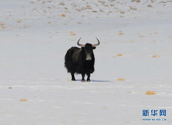 하얼텅의 이색적인 겨울 풍경 하얼텅의 이색적인 겨울 풍경_fororder_55