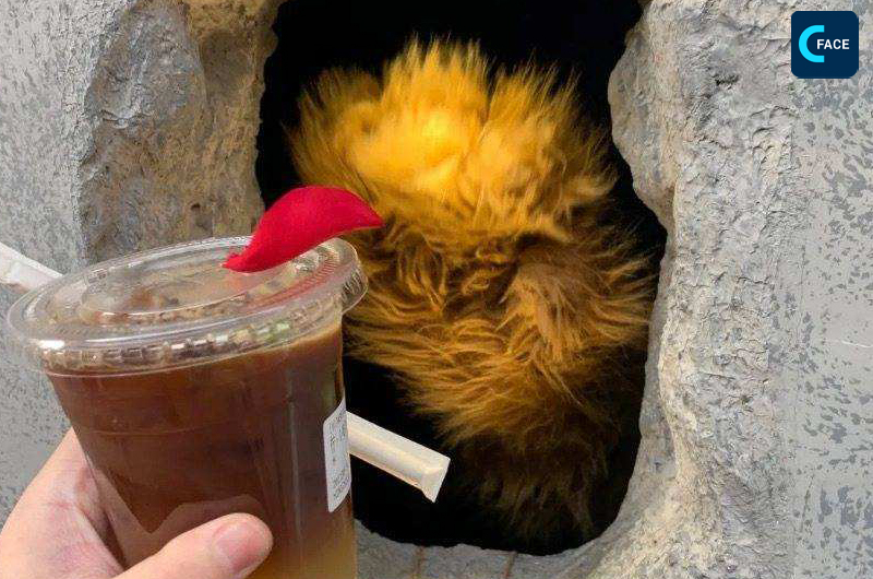 ไอเดียสุดยอด ร้านกาแฟ “อุ้งมือหมี” “เช็คอินแบบไร้เสียง”