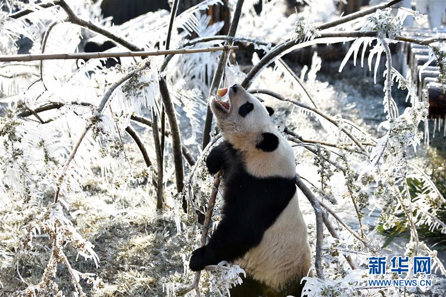 济南：数九寒天熊猫“撒欢”