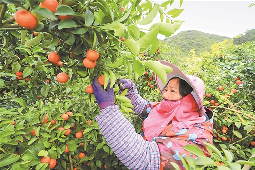 融安县水果种植面积达20万亩