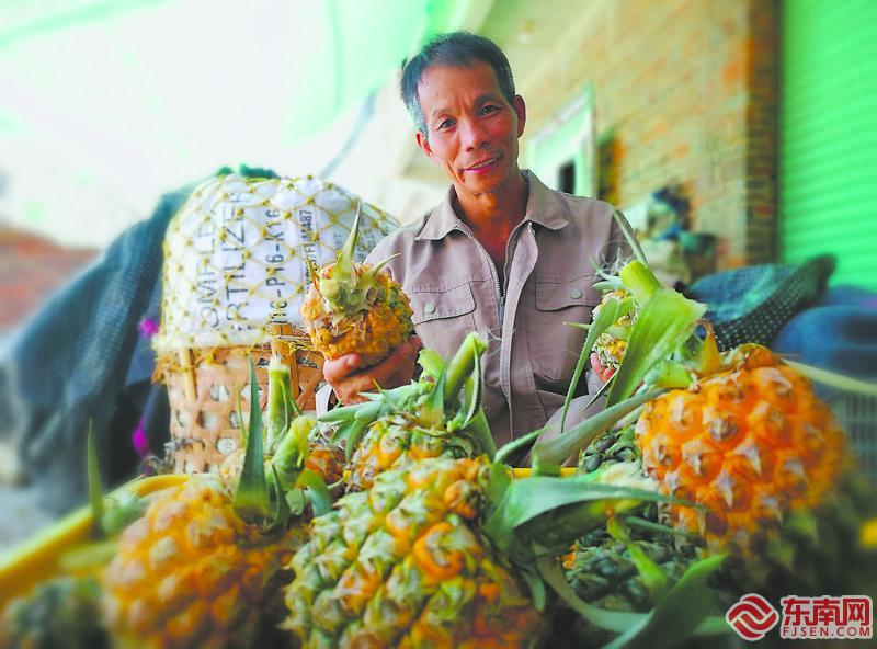 漳州程溪菠萝：一“旺”百年，海峡“来”仪