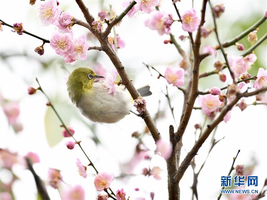 【焦点图】【福州】【移动版】【Chinanews带图】福州：绣眼闹春