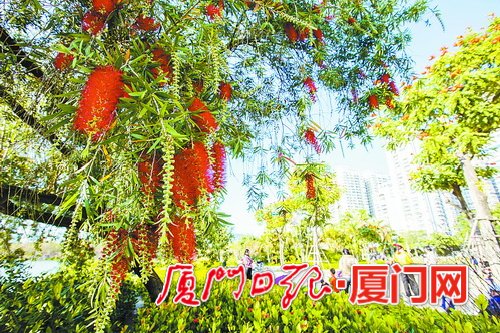 【旅游列表】【厦门】【移动版】【Chinanews带图】厦门冬季气温比常年偏高 植物提前开花“报春”