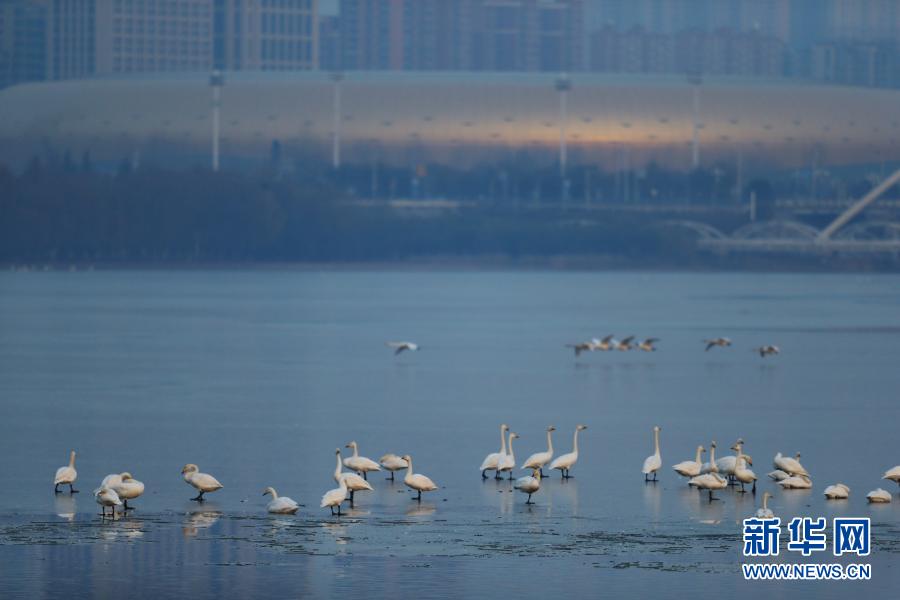 河南三门峡：天鹅与黄河的冬季之约