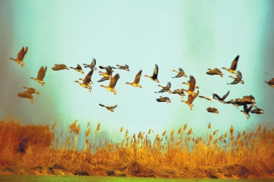 生态如画 鸟儿安家 河南省湿地保护率过半
