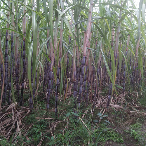 图片默认标题_fororder_微信图片_20190213140441