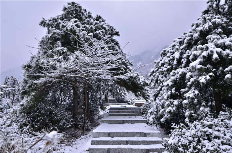 【B】雪后龟峰山 美景更娇艳（组图）_fororder_林间小道   摄影余淑荷