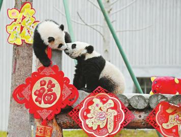 （今日热点3，导航成都，移动端）国内首部《大熊猫志》向世人展示大熊猫那些鲜为人知的事