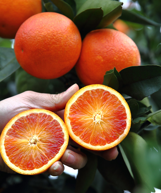 【CRI专稿 列表】2019·三峡柑橘国际交易会将在重庆万州举行