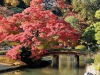 东京六义园：一所历史悠久的日本庭园