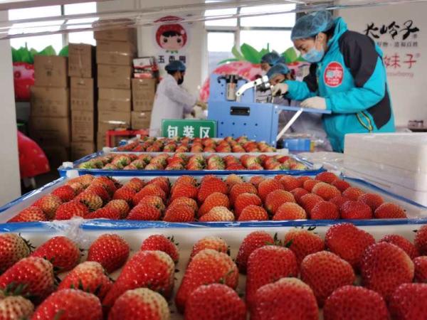 大连庄河市委常委当“网红”为草莓代言
