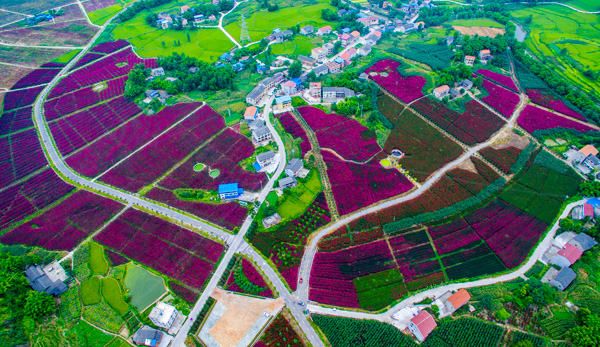 图片默认标题_fororder_禄市镇“海棠博览园”的紫薇花田把乡村妆点得美丽迷人