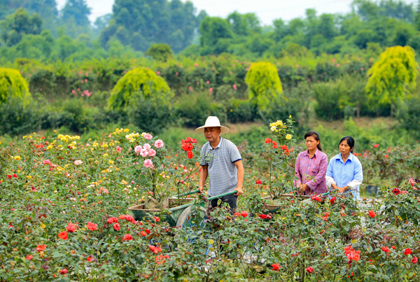 图片默认标题_fororder_禄市镇“海棠博览园”村民在转运玫瑰花苗