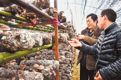 【河南好项目-图片】香菇种植培训助脱贫