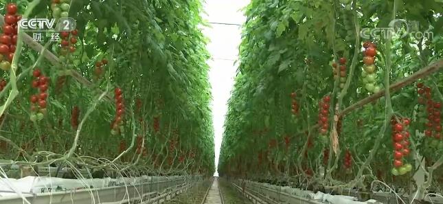 【关注“菜篮子”】科技助力工厂化生产 冬春蔬菜供应有保障