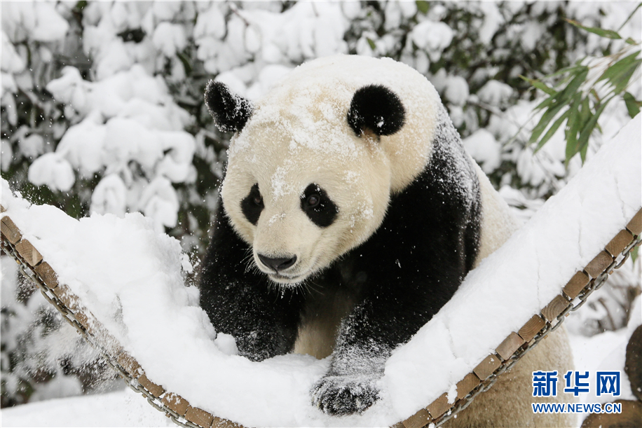 动物园里下雪啦！