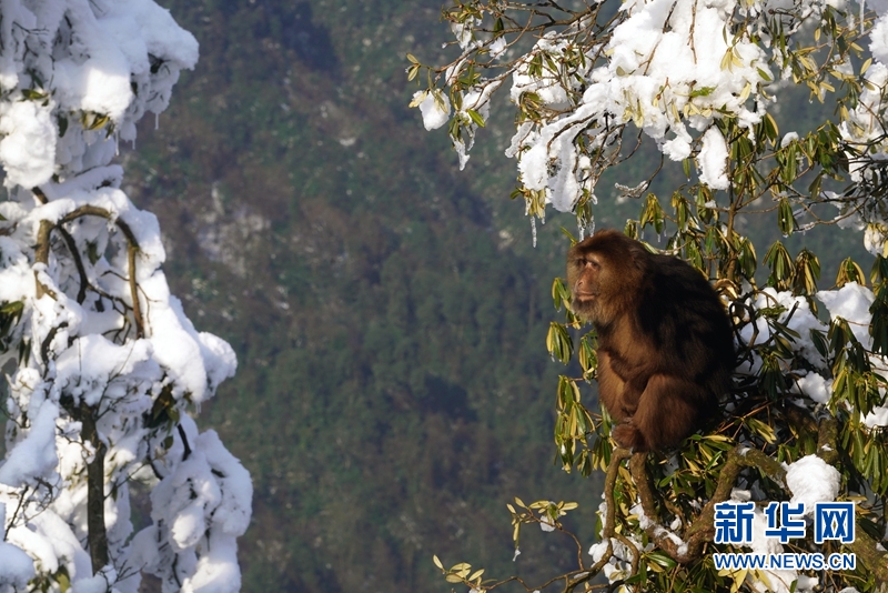 峨眉半山洗象池：云拥半岭雪 猴戏庙宇间