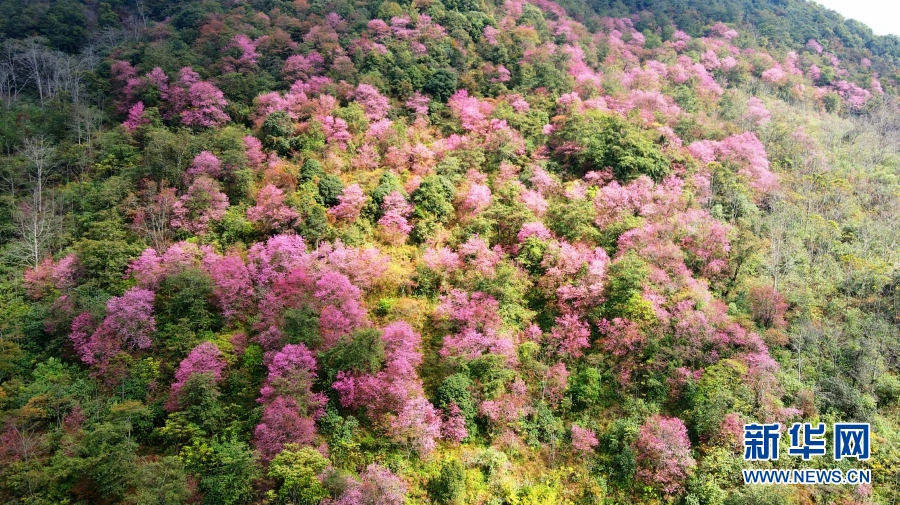 云南施甸冬樱花绚丽绽放