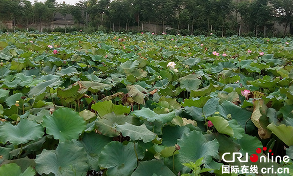 图片默认标题_fororder_秀美荷塘（摄影-孔季虹）