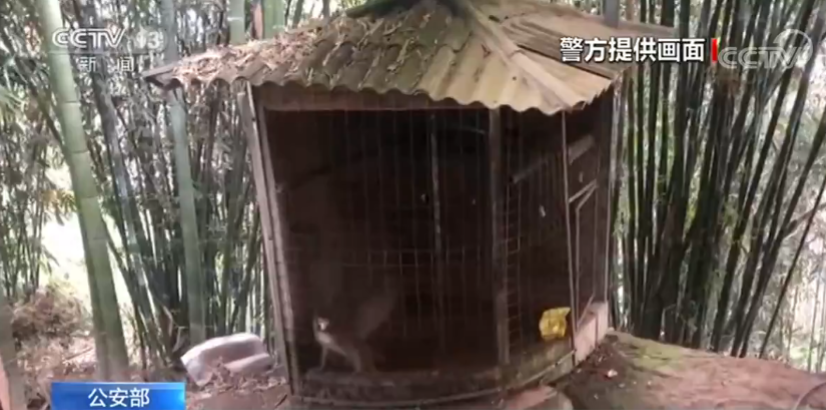 「央视网」公安部统一部署打击涉野生动物违法犯罪活动
