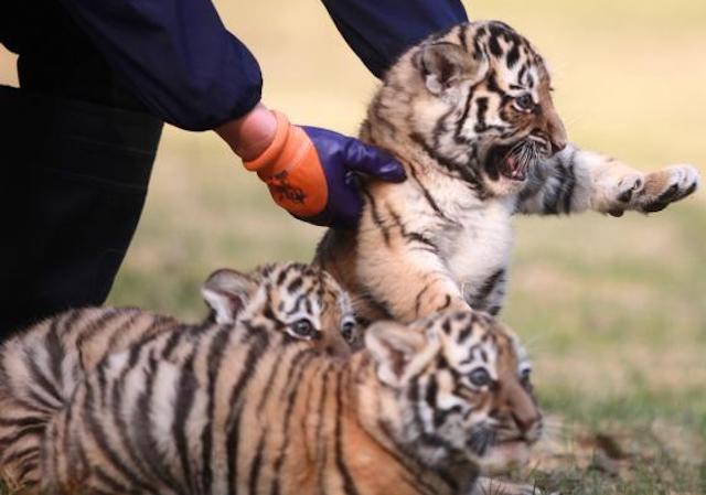 สวนสัตว์เมืองหยางโจวเปิดตัว “ลูกเสือแฝด 3”_fororder_3-2