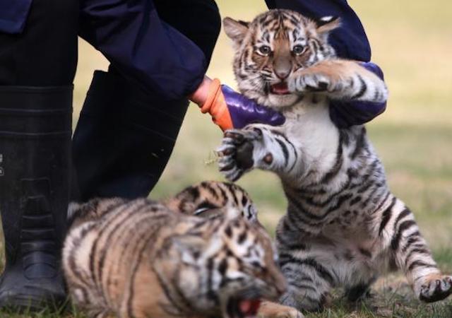 สวนสัตว์เมืองหยางโจวเปิดตัว “ลูกเสือแฝด 3”_fororder_3-3