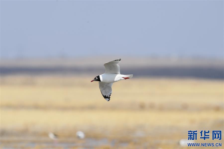 内蒙古：大批遗鸥重返鄂尔多斯湿地