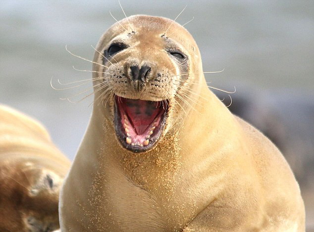 英国摄影师抓拍海豹大笑萌照-国际在线