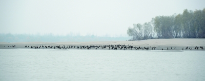 南京：生态湿地 候鸟天堂