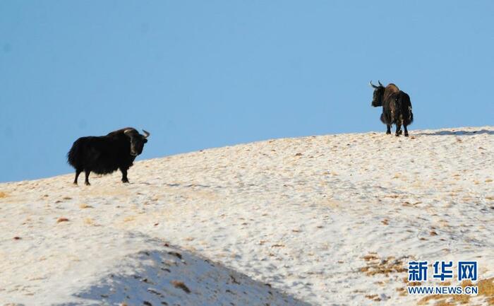 하얼텅의 이색적인 겨울 풍경 하얼텅의 이색적인 겨울 풍경_fororder_44