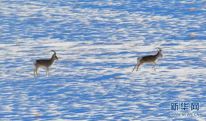 하얼텅의 이색적인 겨울 풍경 하얼텅의 이색적인 겨울 풍경_fororder_22