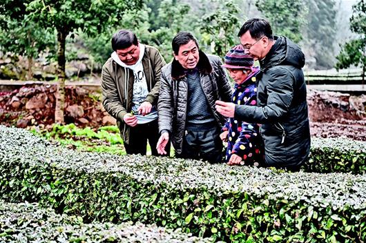农业技术人员指导茶农抗冻防灾