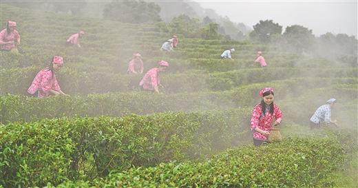 桂平小茶叶 致富大产业