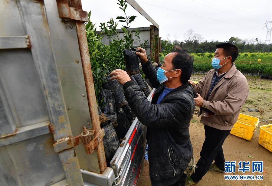 【新华网】爱心送苗助春耕