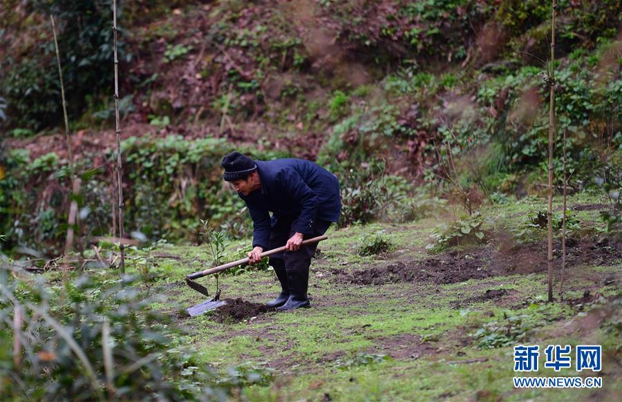 【新华网】爱心送苗助春耕