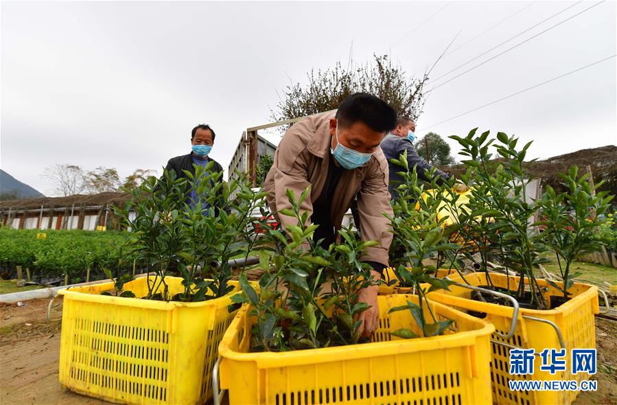 【新华网】爱心送苗助春耕
