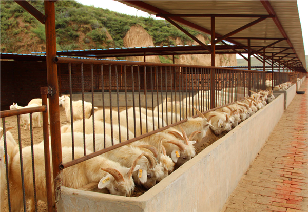 陕西横山区：让陕北白绒山羊产业成为富民产业
