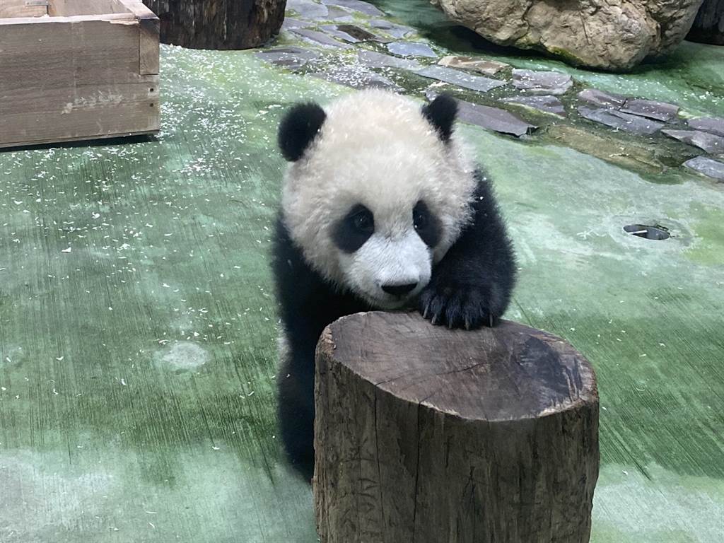 大明星来了大熊猫圆宝台北动物园亮相接客