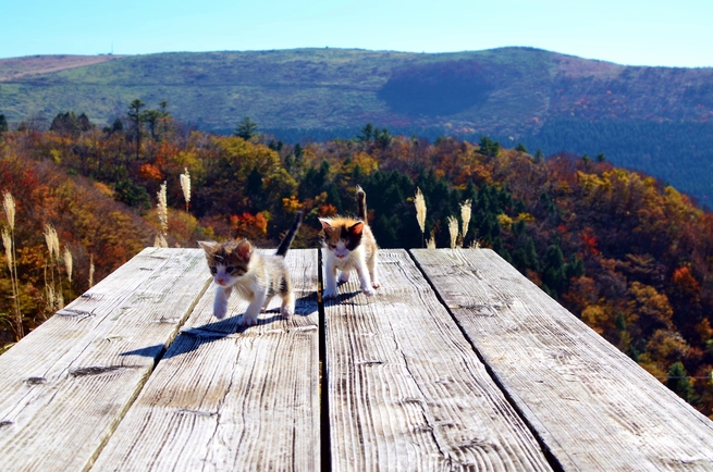 12月29日 火曜日_fororder_「我が家の猫」(11月4日 高知県四万十市の杉村和男さんが撮影).JPG