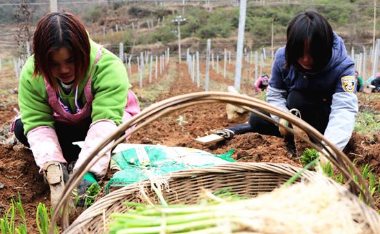 贵州大方：优化农业特色产业 助农增收