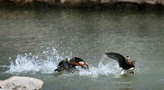 图片默认标题_fororder_20190417-yyang-1