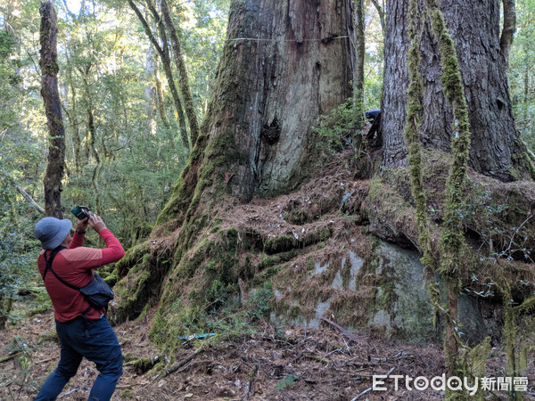 台湾林木专家在中央山脉发现原始“巨木森林”