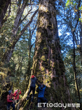 台湾林木专家在中央山脉发现原始“巨木森林”