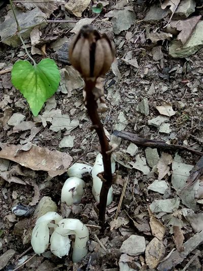 图片默认标题_fororder_2