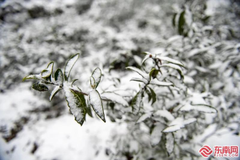 最强寒潮带来闽北山区绝美雪景