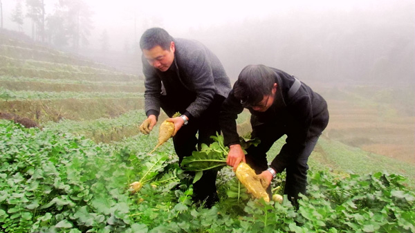 图片默认标题_fororder_谢和标和村干部正在查看“七宝萝卜”的长势